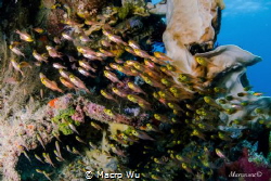 Parapriacanthus ransonneti！Top flow of the fish school by Macro Wu 